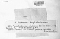 Puccinia anemones image